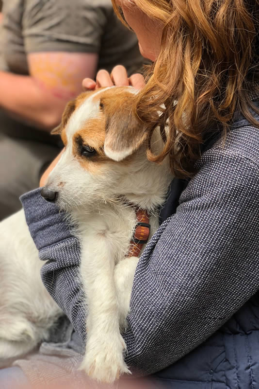 Canine Concern