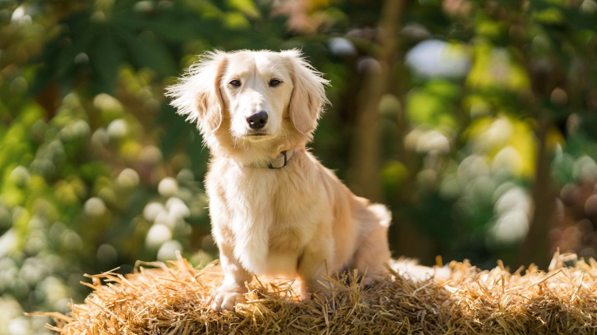 Image of Clarks Village's new CEO, golden minature daschund Archie