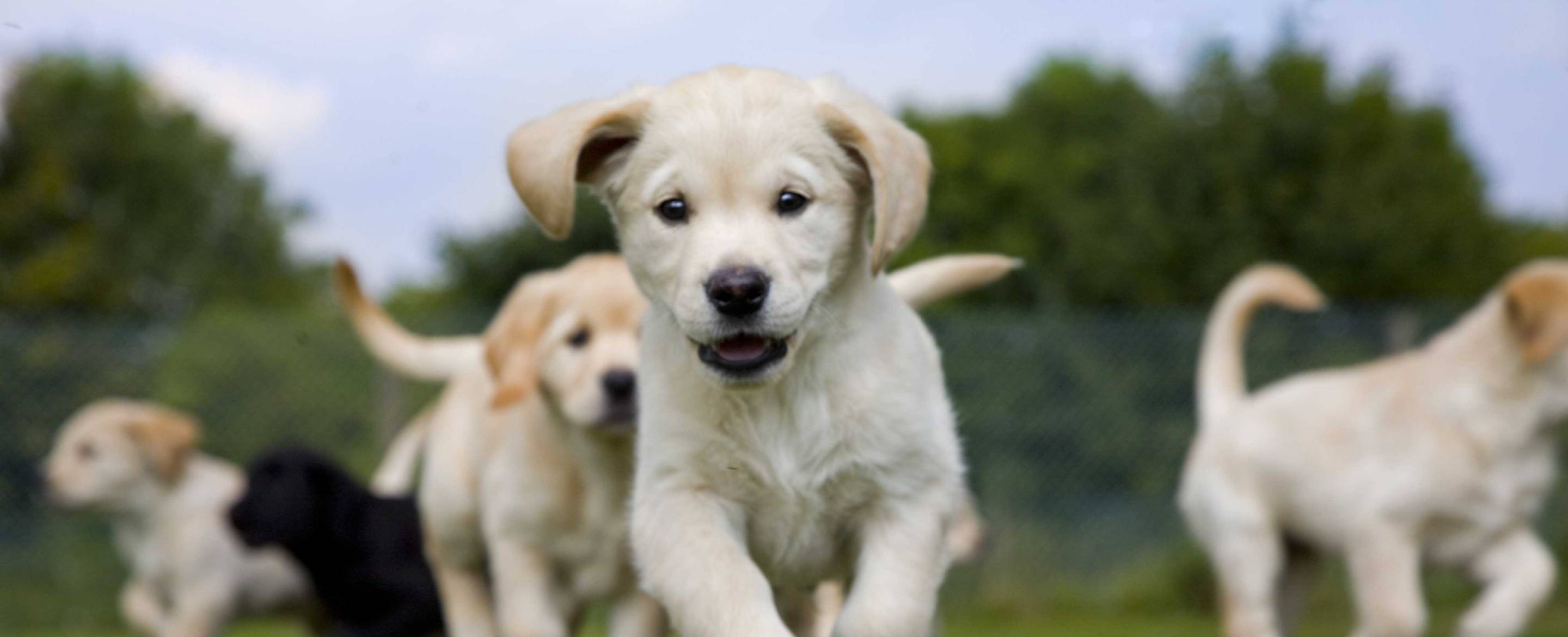 Guide Dogs UK