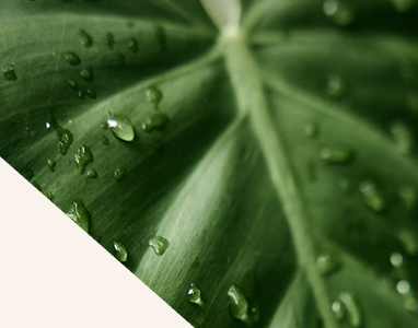 A close up of a green leaf with water droplets, with a white triangle in the bottom left corner