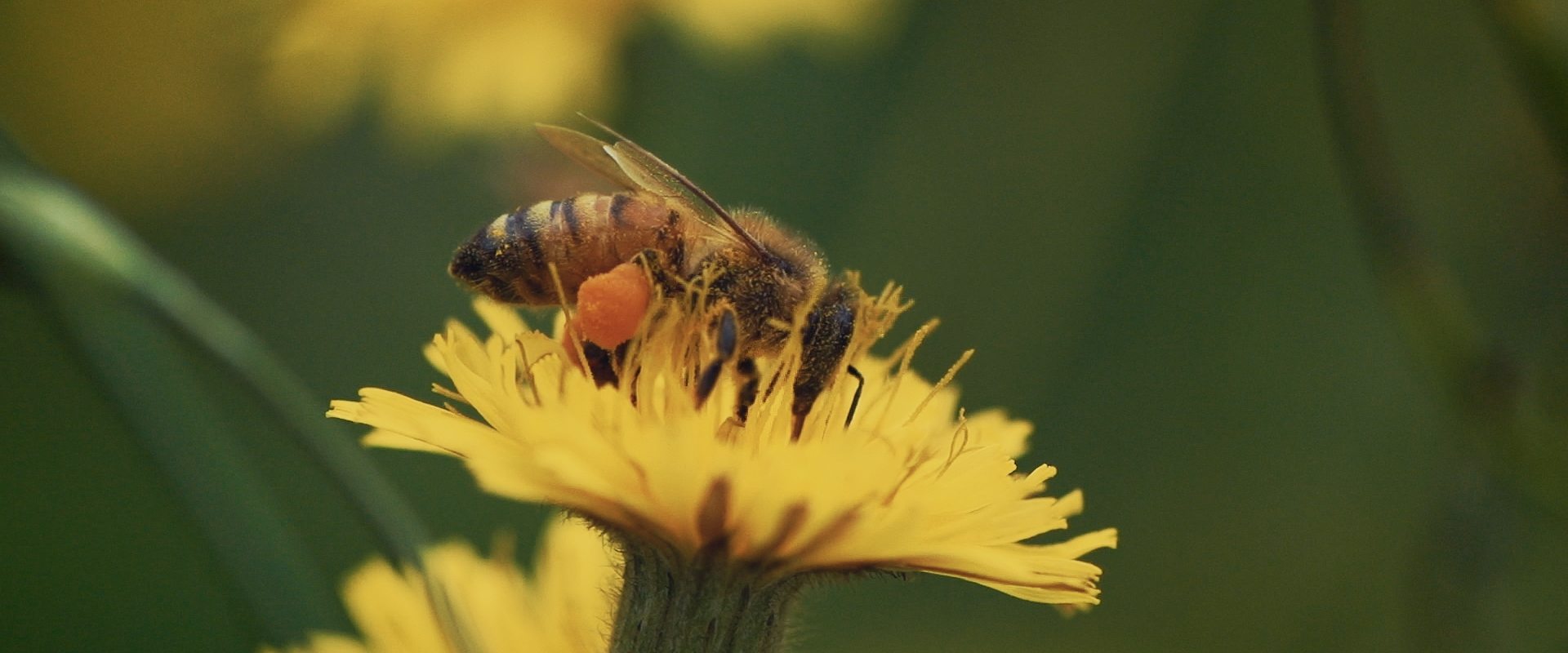 A close-up photo of a honey bee on a yellow flower