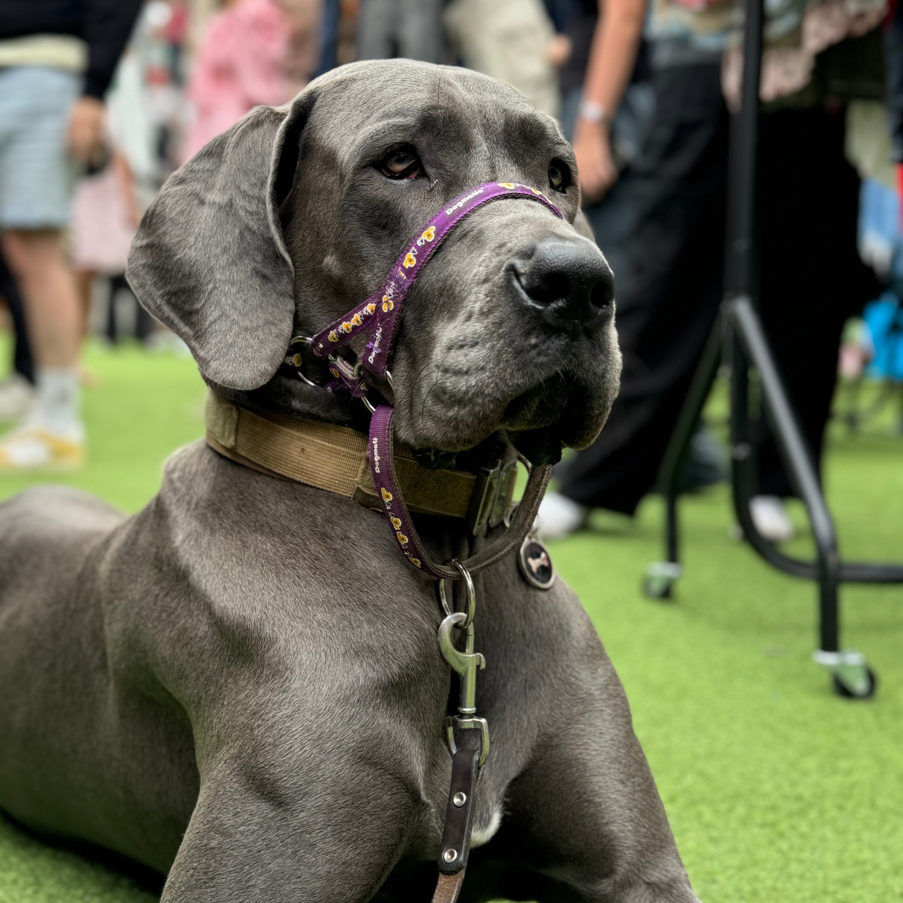 Grey dog on the grass