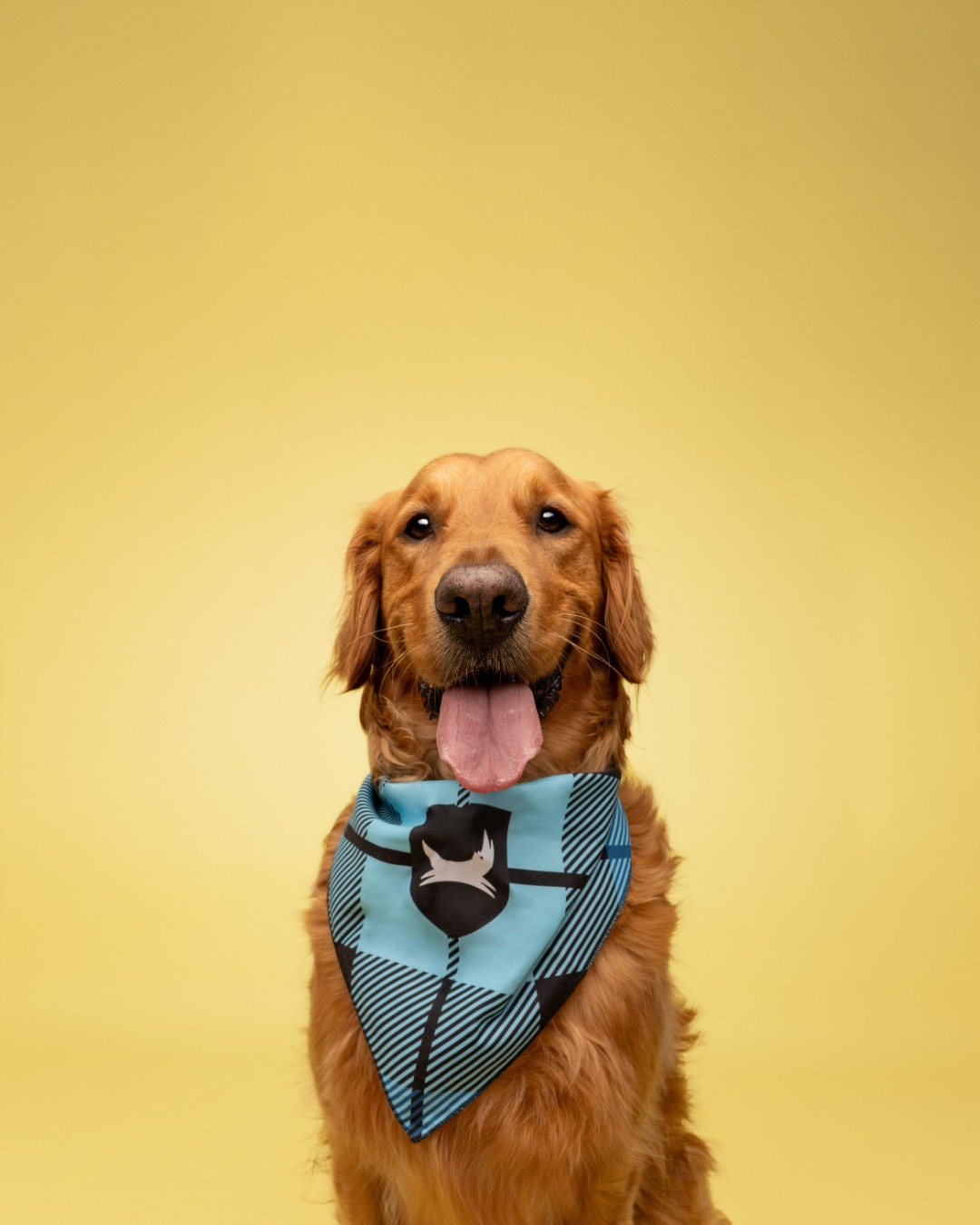 A dog is pictured against a plain golden background wearing a blue-checked BrewDog bandana