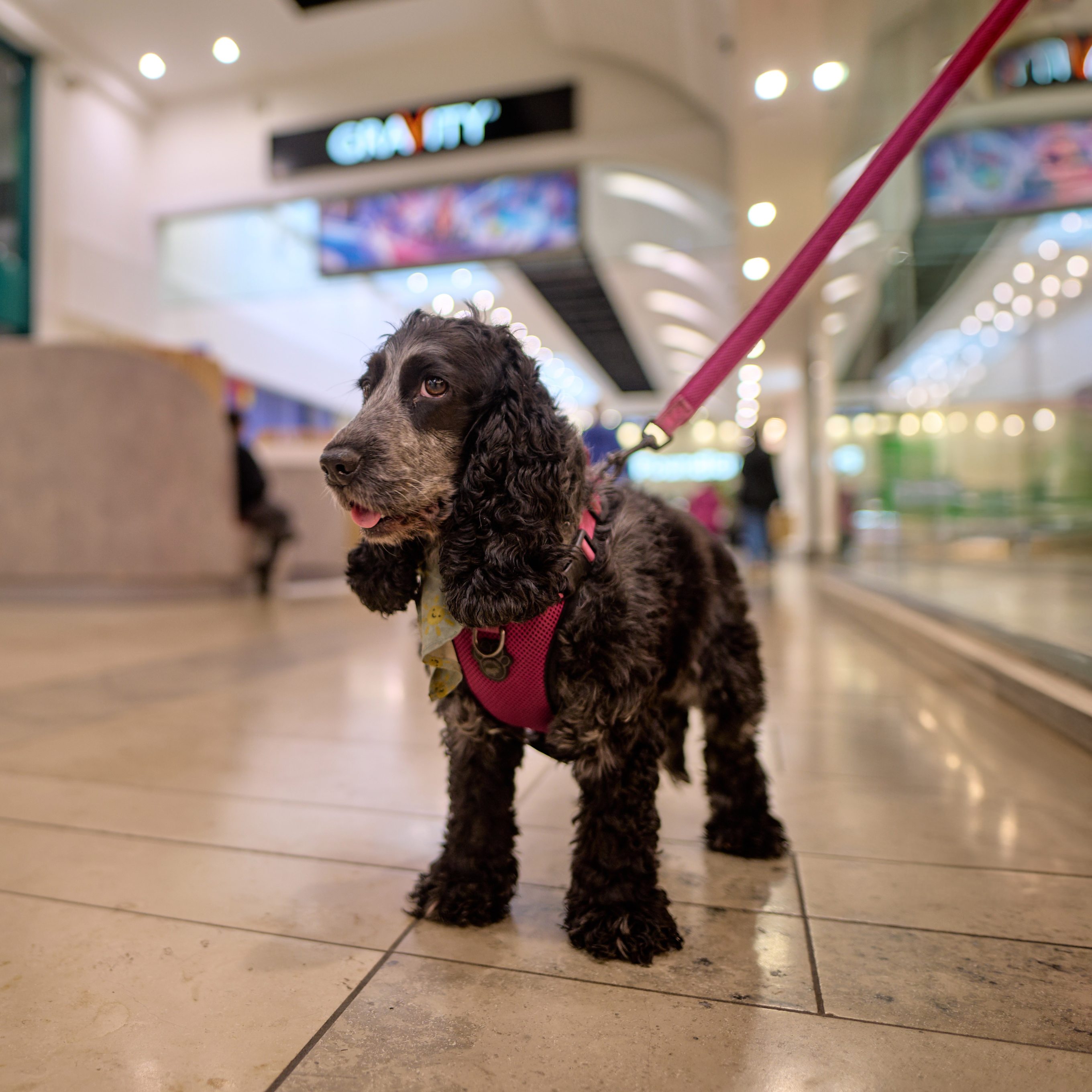An image of a dog on a lead inside a shopping centre