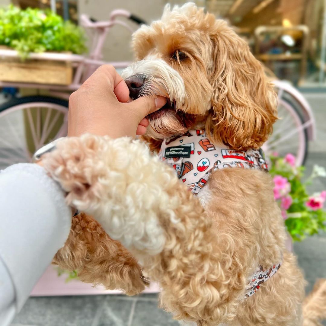 An image of a dog drinking water from a bowl outside 