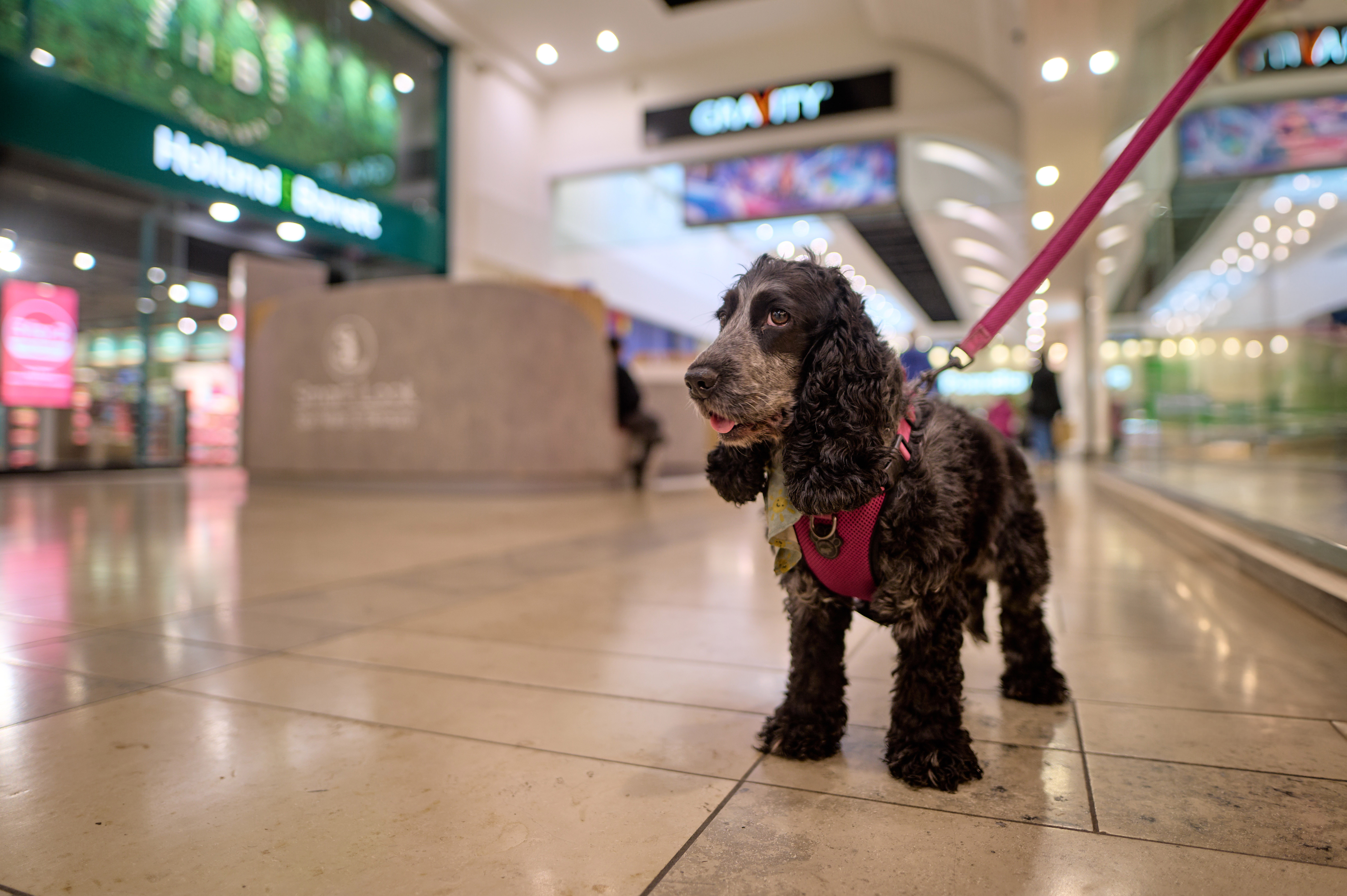 A dog picture on a lead inside Southside Shopping Centre