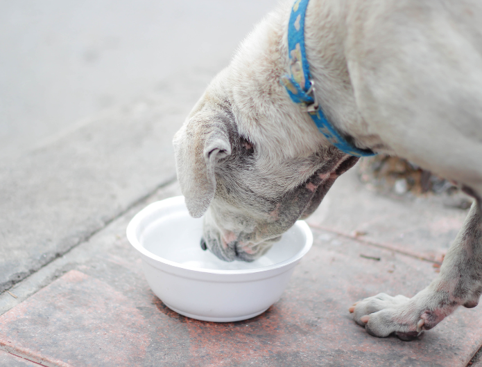 A dog drinking water from a bowl outside 