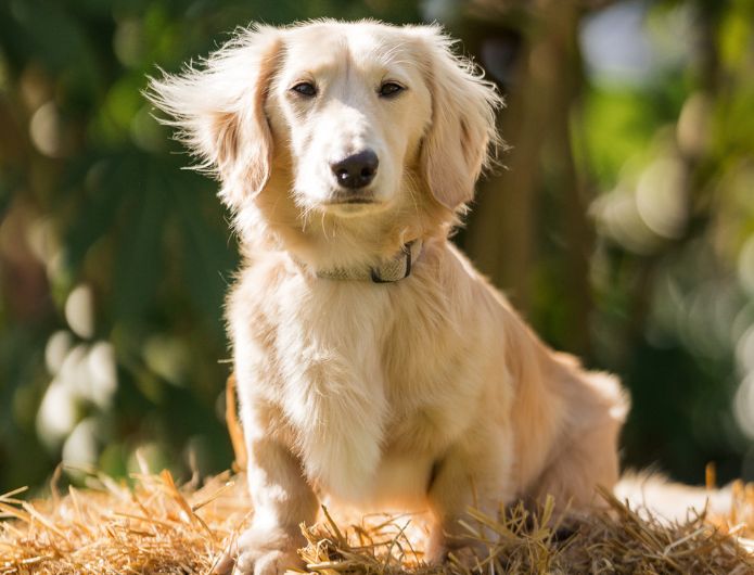 a golden daschund sitting on a bale of hay