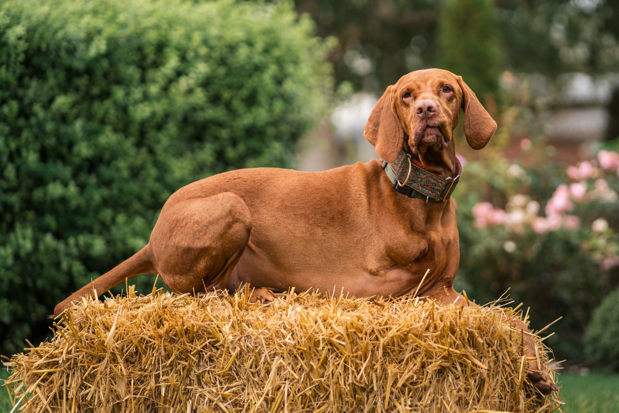 a brown dog sitting on a bale of hay