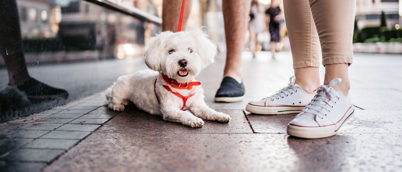 An image of a dog sitting outside and people in shot