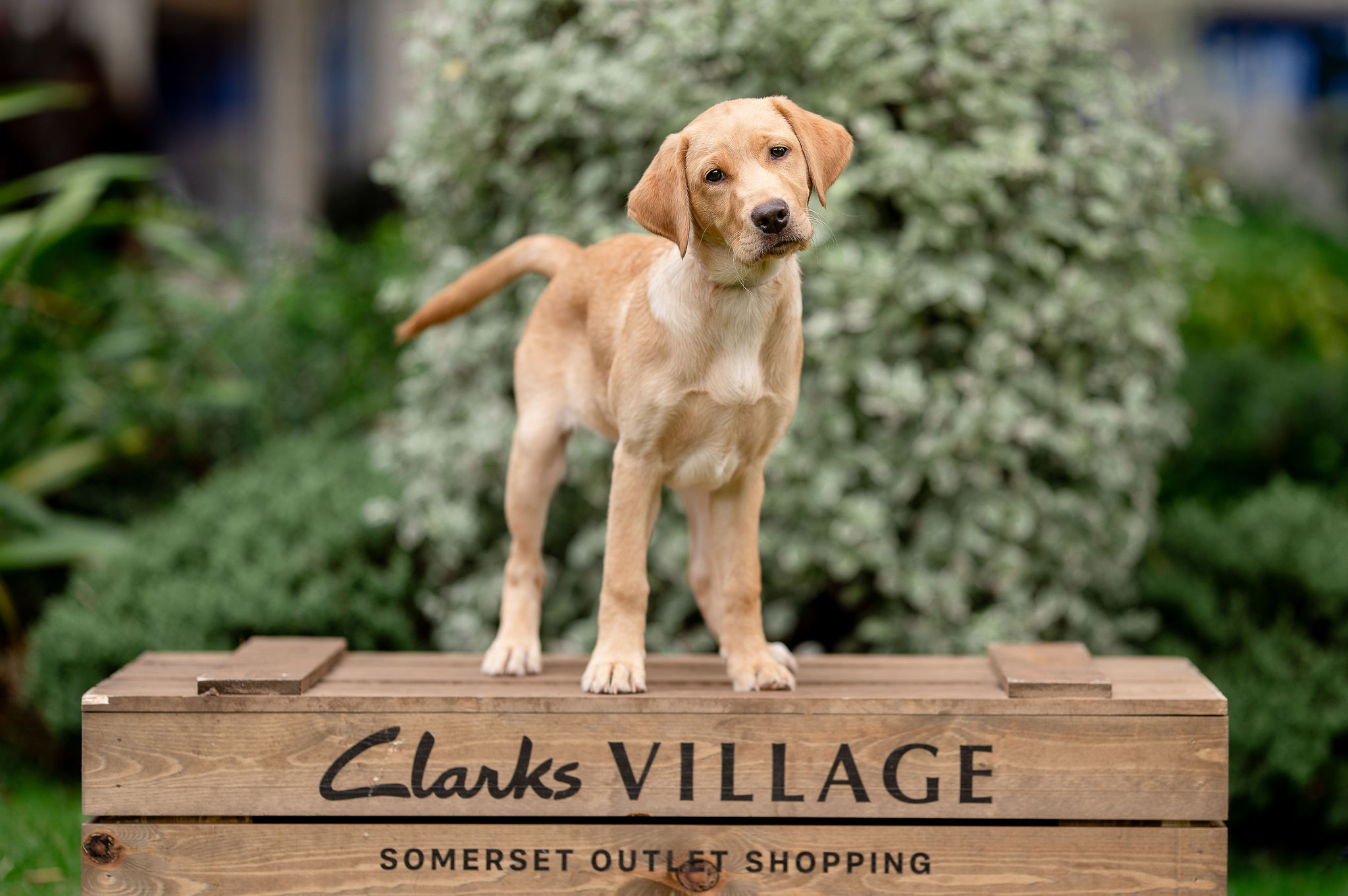 a golden Labrador standing on top of a wooden box that says Clarks Village Somerset Outlet Shopping. Greenery can be seen in the background