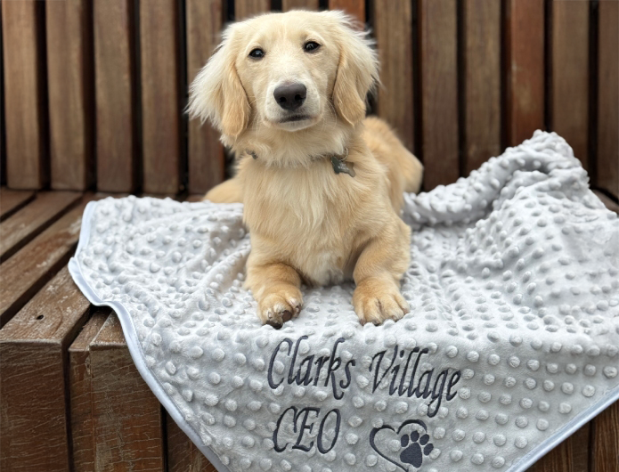 Small dog on blanket